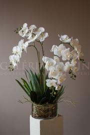 Orchidea  – elegancia a exotika do vášho domova size XXL