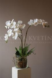 Orchidea  – elegancia a exotika do vášho domova