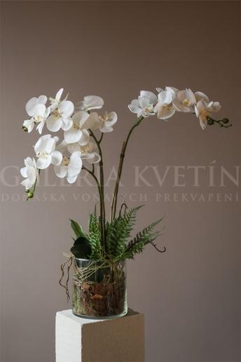 Orchidea - Biela